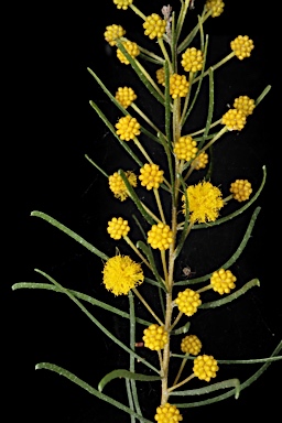 APII jpeg image of Acacia johnsonii  © contact APII