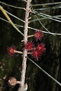 APII jpeg image of Allocasuarina grampiana  © contact APII