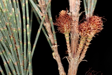 APII jpeg image of Allocasuarina gymnanthera  © contact APII