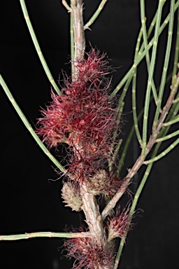 APII jpeg image of Allocasuarina nana  © contact APII