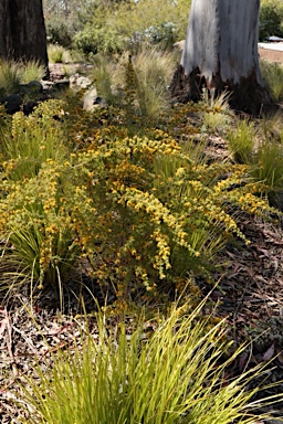 APII jpeg image of Pultenaea villosa  © contact APII