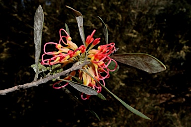 APII jpeg image of Grevillea olivacea  © contact APII