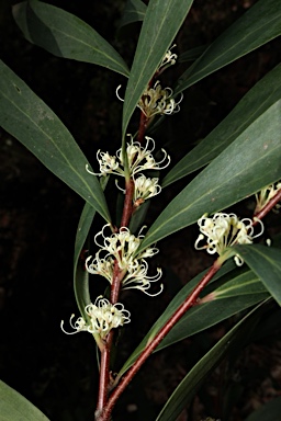 APII jpeg image of Hakea salicifolia subsp. salicifolia  © contact APII