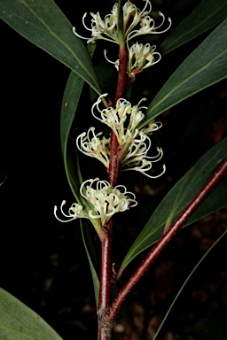 APII jpeg image of Hakea salicifolia subsp. salicifolia  © contact APII