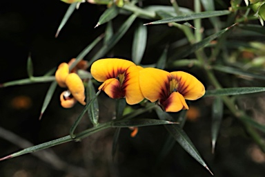 APII jpeg image of Daviesia ulicifolia subsp. ulicifolia  © contact APII