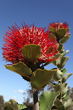 APII jpeg image of Banksia coccinea  © contact APII