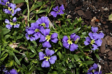 APII jpeg image of Dampiera diversifolia 'Hat Blue'  © contact APII