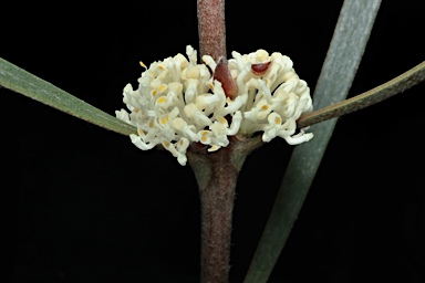 APII jpeg image of Hakea aenigma  © contact APII