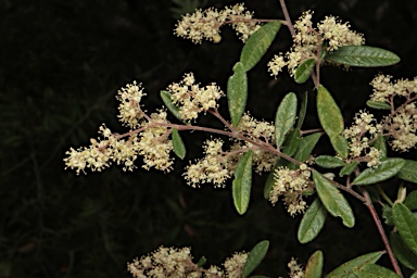 APII jpeg image of Pomaderris helianthemifolia subsp. hispida  © contact APII