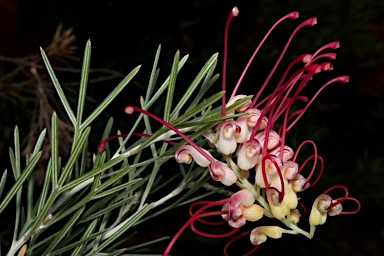 APII jpeg image of Grevillea asparagoides 'Little Jessie'  © contact APII