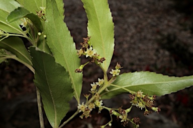 APII jpeg image of Daphnandra sp. Mt. Lewis  © contact APII