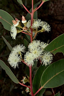 APII jpeg image of Eucalyptus marginata subsp. marginata  © contact APII