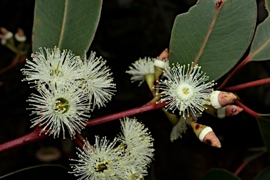 APII jpeg image of Eucalyptus marginata subsp. marginata  © contact APII