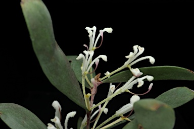 APII jpeg image of Hakea lasianthoides  © contact APII