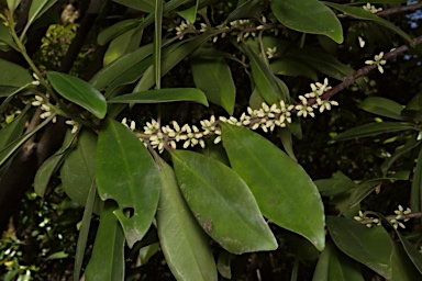 APII jpeg image of Myrsine ireneae subsp. curvata  © contact APII