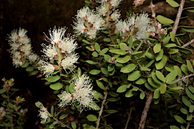 APII jpeg image of Melaleuca cheelii  © contact APII