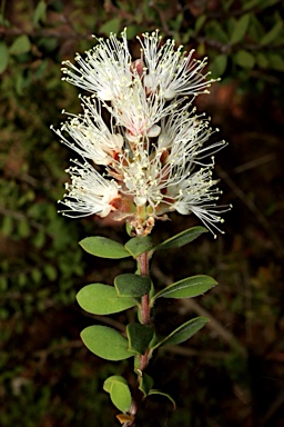 APII jpeg image of Melaleuca cheelii  © contact APII