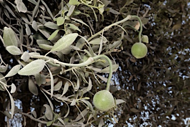 APII jpeg image of Capparis mitchellii  © contact APII