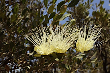APII jpeg image of Capparis mitchellii  © contact APII