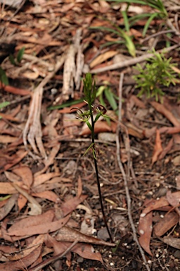 APII jpeg image of Cryptostylis leptochila  © contact APII