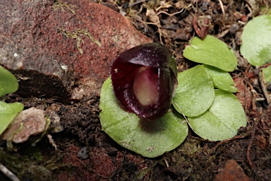 APII jpeg image of Corybas incurvus  © contact APII