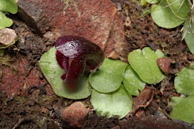 APII jpeg image of Corybas incurvus  © contact APII