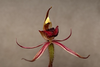 APII jpeg image of Caladenia actensis  © contact APII