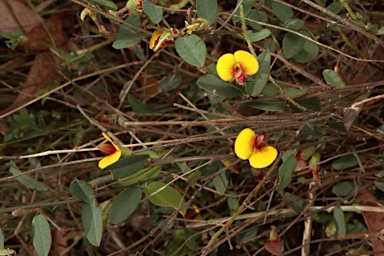 APII jpeg image of Bossiaea prostrata  © contact APII