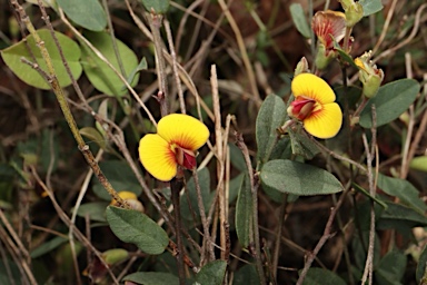 APII jpeg image of Bossiaea prostrata  © contact APII