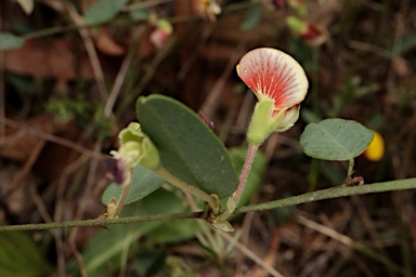 APII jpeg image of Bossiaea prostrata  © contact APII