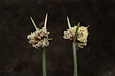 APII jpeg image of Cyperus gymnocaulos  © contact APII