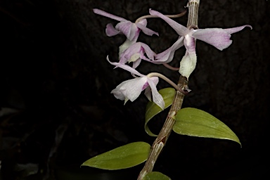 APII jpeg image of Dendrobium aphyllum  © contact APII