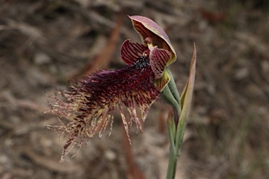 APII jpeg image of Calochilus platychilus  © contact APII