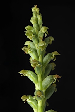 APII jpeg image of Microtis unifolia  © contact APII