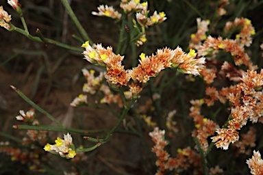 APII jpeg image of Limonium australe  © contact APII