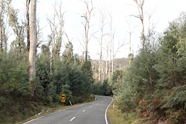 APII jpeg image of Eucalyptus regnans  © contact APII