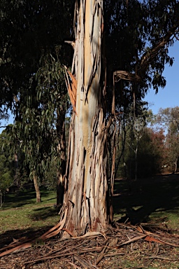 APII jpeg image of Eucalyptus cypellocarpa  © contact APII