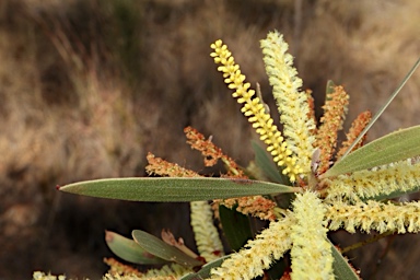 APII jpeg image of Acacia leiocalyx subsp. leiocalyx  © contact APII