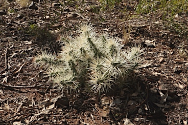 APII jpeg image of Cylindropuntia pallida  © contact APII