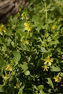 APII jpeg image of Roepera apiculata  © contact APII