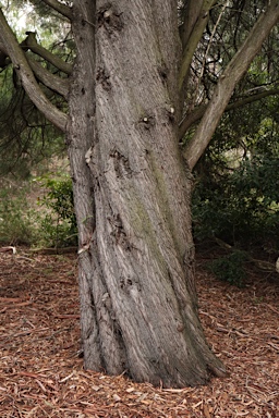 APII jpeg image of Callitris rhomboidea  © contact APII