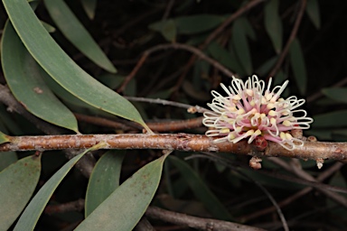 APII jpeg image of Hakea obtusa  © contact APII