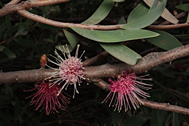 APII jpeg image of Hakea obtusa  © contact APII
