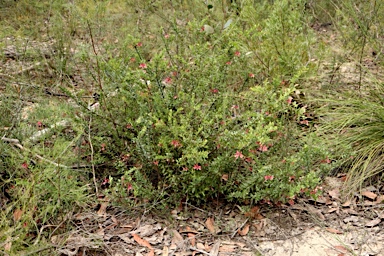 APII jpeg image of Grevillea baueri subsp. asperula  © contact APII