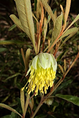 APII jpeg image of Diplolaena microcephala  © contact APII