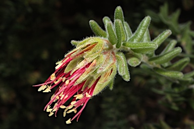 APII jpeg image of Leionema carruthersii  © contact APII