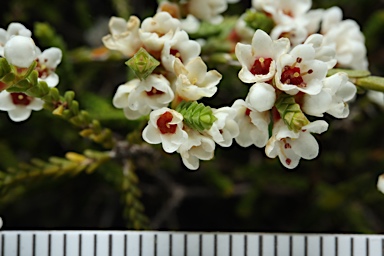 APII jpeg image of Micromyrtus ciliata  © contact APII