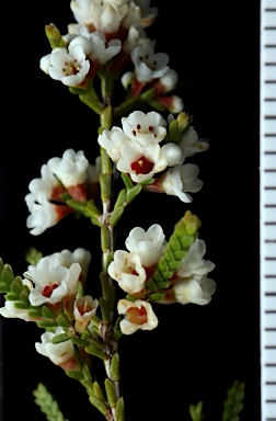 APII jpeg image of Micromyrtus ciliata  © contact APII