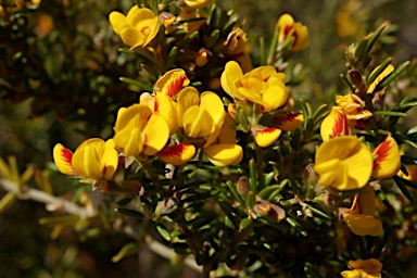 APII jpeg image of Aotus ericoides  © contact APII