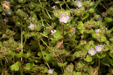 APII jpeg image of Veronica hederifolia  © contact APII